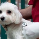 이프동물의료센터 이미지