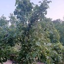 호두부동산공인중개사사무소 이미지