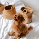 마산애견 이미지