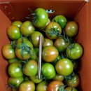 최운기 | 대저 짭짤이토마토 재배기술, 고르는 방법, 먹는 방법, 효능, 보관방법, 직거래 택배 구입 요령