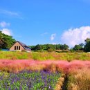가을이 분홍빛으로 물드는 곳… 5천 평 핑크뮬리 정원 이미지