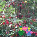 치악농장 이미지