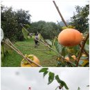 억산농장 네이버블로그