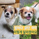 짱아 | [공지] 강아지 아토피 치료, 피나게 긁던 짱아의 케어 후기