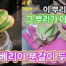 친절한 분갈이 2편 에케베리아 프릴 실크베일 분갈이 컷팅 후 뿌리 기능 배합토 피트모스 이미지