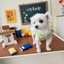 시원애견간식 이미지