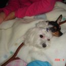 개팔자 상팔자 이미지