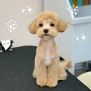 유니펫 | 용인 동백 애견미용실 유니펫 살롱 말티푸 베냇미용 내돈내산 후기