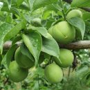 예하지마을 이미지