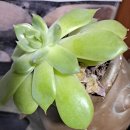 동해어가 이미지