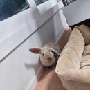 (주)해천 | [토끼이야기] 합사시도6일째, 토끼보금자리 리뉴얼, 다이소 반려동물용품 후기