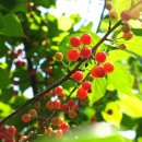 싱싱과일 이미지