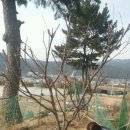 자두농원옆