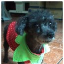 엄마손 동물병원 이미지