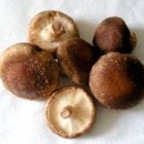 자연산 생표고버섯 이미지