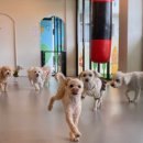 해피한 멍 이미지