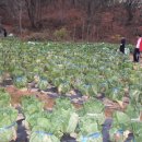 예담농장 이미지