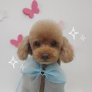 포댕포댕 이미지