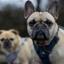 놀러오시개 이미지