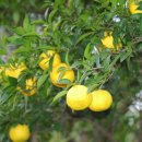 유자향기2 이미지