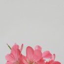 나비야(NABIYA) 이미지