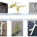 간이식, 3D프린터로 간과 십이지장 잇는 인공 담도 개발 이미지