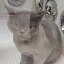 이쁘냥 고양이미용실 서대문점 이미지