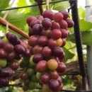 일월농장 이미지