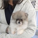 꽃강아지 이미지