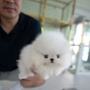 화이트포메라니안 이미지