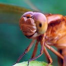 고추잠자리 이미지