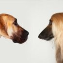 웰니스 동물병원 이미지