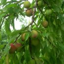 화장농장 이미지