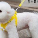 하단 하네스 네이버블로그