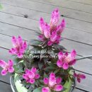 일무라노(안경공방) 이미지