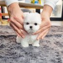 댕스마일 이미지