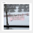 [정선] 하이원 리조트ㅣ힐콘도 C동 힐 슈페리어 온돌 체크인 셔틀버스 그랜드호텔 비교