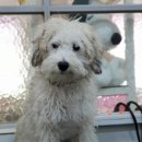 달이네 애견미용실 이미지