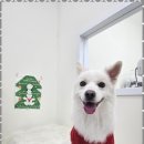 빵실빵실 | 충주애견미용 마음 편히 맡길 수 있는 빵실빵실 후기