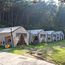 소나무농원 캠핑장 이미지