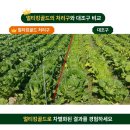 첨담기업1로1L-9 | 김장배추 심는 시기부터 관리까지실제 재배 사례로 문의가 폭발한 ‘멀티킹골드’