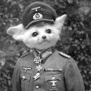 야옹야옹 이미지