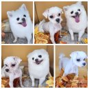 까까오 dog 이미지