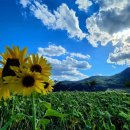 이민경 행정사 사무소 이미지