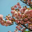 [왕벚꽃]왕벚나무 [Prunus yedoensis] 이미지