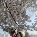 꽃길걷개