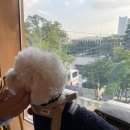 오마이퍼피 이미지