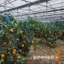 스테이인탐라 쉬멍 이미지