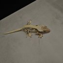 카멜레온호텔 이미지