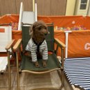 멍블리 수제간식 이미지